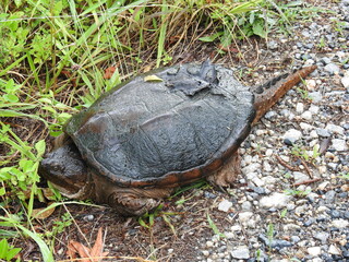 A common snapping turtle making its way to thicker vegetation, within the Bombay Hook National Wildlife Refuge, Kent County, Delaware.