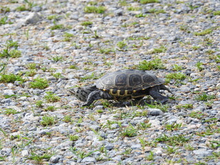 A diamondback terrapin living within the wetlands of the Bombay Hook National Wildlife Refuge, Kent County, Delaware. 