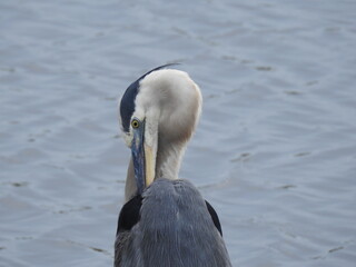 A portrait of a great blue heron living within the Bombay Hook National Wildlife Refuge, Kent County, Delaware.