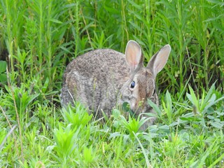 A hungry eastern cottontail rabbit feeding on the green vegetation within the Bombay Hook National Wildlife Refuge, Kent County, Delaware. 