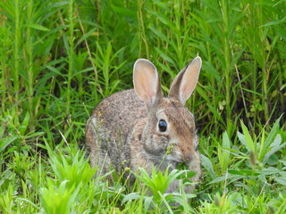 A hungry eastern cottontail rabbit feeding on the green vegetation within the Bombay Hook National Wildlife Refuge, Kent County, Delaware. 