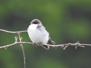 A female tree swallow perched on a branch. Bombay Hook National Wildlife Refuge, Kent County, Delaware