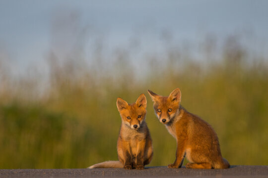 Red Fox Cubs in summertime baby and wild cute foxes vulpes vulpes, June 2024 United Kingdom 