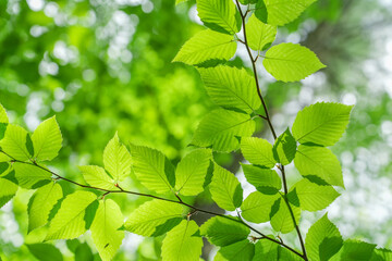 green leaves and branch as nature background
