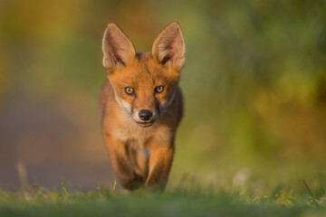 red fox cub head on