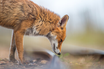 red fox vulpes sniffing train track curious railway crossing 