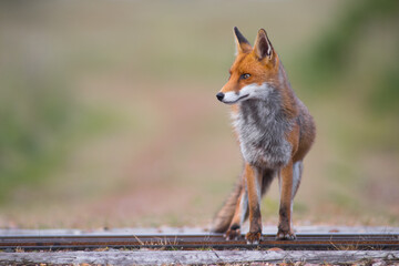 red fox vulpes vulpes sat on train track