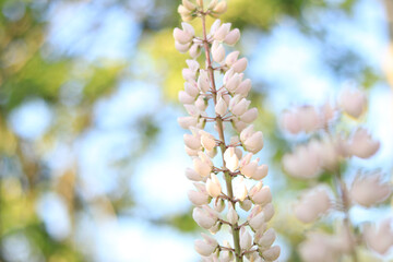 White lupine. Lupine flower close up with selective focus. Spring flower on a field or in a park. Blooming white lupine flower. Natural background. Lupine on a blurred background on a sunny day