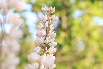 White lupine. Lupine flower close up with selective focus. Spring flower on a field or in a park. Blooming white lupine flower. Natural background. Lupine on a blurred background on a sunny day