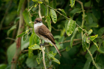 Swamp Flycatcher or swamp alseonax - Muscicapa aquatica bird in Muscicapidae, natural habitats are...