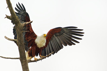African Fish-eagle - Haliaeetus vocifer large species of white and brown eagle found throughout...