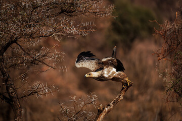 Flying Tawny Eagle - Aquila rapax large bird of prey family Accipitridae, subfamily Aquilinae - booted eagles, African continent and Indian subcontinent,  flying away from the branch in Africa