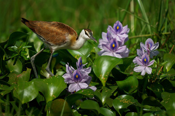 African Jacana - Actophilornis africanus  is a wader bird in Jacanidae, long toes and long claws that enable them to walk on green vegetation in shallow lakes, flowers and waterlily