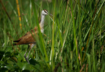 African Jacana - Actophilornis africanus  is a wader bird in Jacanidae, long toes and long claws that enable them to walk on green vegetation in shallow lakes, flowers and waterlily