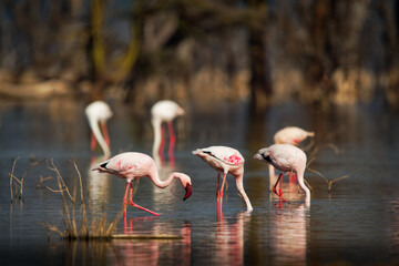 Lesser Flamingo - Phoeniconaias minor the smallest species of flamingo bird, in sub-Saharan Africa and northwestern India, pink to red long legged water bird, bathing and feeding in the lake Nakuru