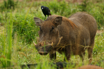 Common Warthog - Phacochoerus africanus  member of Suidae found in grassland, savanna and woodland, warthog pig in savannah in Africa. Red brown pig on the green grass in Uganda with black bird