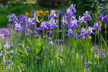 Siberian iris in spring garden. Group of blooming Siberian irises (iris sibirica) in the garden.Images for posters, calendars and printing