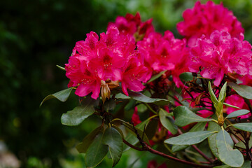 Decorative rhododendron bushes in the garden. Beautiful blooming rhododendron in spring time