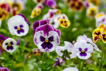 Pansy flowers or spring garden viola tricolor in spring garden. Gardening, landscape design, gardening with annual plants