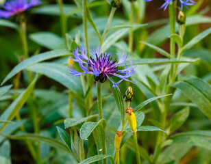  Cornflower ( lat. Centauréa ) is a genus of herbaceous plants of the Asteraceae family
