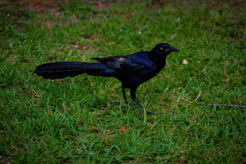 crow on the grass, black raven, multi color raven