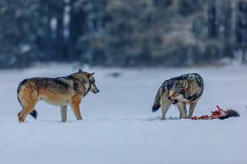 Naklejka premium Eurasian wolf (Canis lupus lupus) two males fighting for prey in the snow