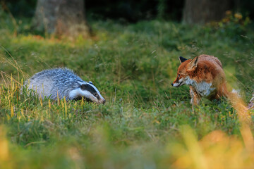 European badger (Meles meles) they're in there with a fox © michal
