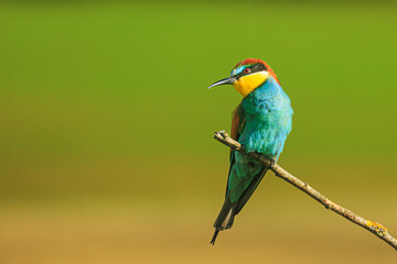 The male European bee-eater (Merops apiaster) sitting at the end of a branch