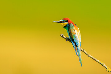 The male European bee-eater (Merops apiaster) waiting for insect prey