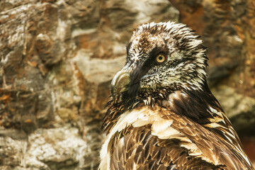 The bearded vulture (Gypaetus barbatus), also known as the lammergeier and ossifrage