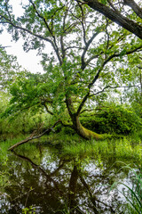Großer gekrümmter und bemooster Baum in einem Waldsee