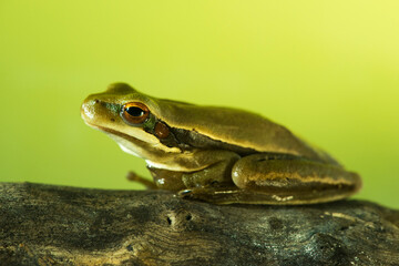 Montevideo Treefrog, Hyla Pulchela,  La Pampa, Patagonia,Argentina.
