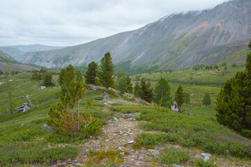 Fototapeta premium Atmospheric mountain landscape with sparse coniferous trees among lush flora in alpine valley in rainy weather. Dramatic view to open conifer forest and thickets on green hill under grey cloudy sky.