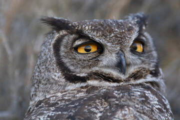 Great Horned Owl, Bubo virginianus nacurutu, Peninsula Valdes, Patagonia, Argentina.