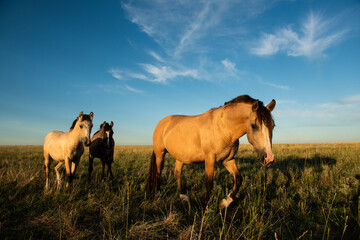 Horses in the Argentine coutryside, La Pampa province, Patagonia,  Argentina.