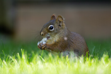 American red squirrel is eating poplar seeds in grass.