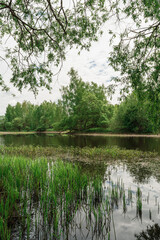 View through tree branches to a river overgrown with reeds and aquatic vegetation and the opposite bank with trees. Landscape on a cloudy spring day