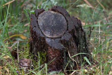 A cut tree trunk with roots in the ground. Tree stump in the forest