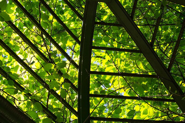 Garden gazebo in the park on a sunny summer day. Wooden pergola covered with green plants.