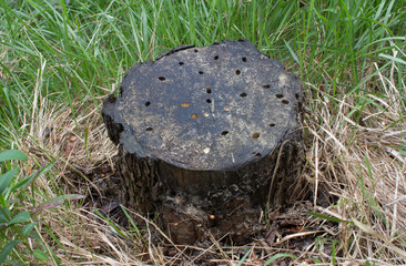 A cut tree trunk with roots in the ground. Tree stump in the forest