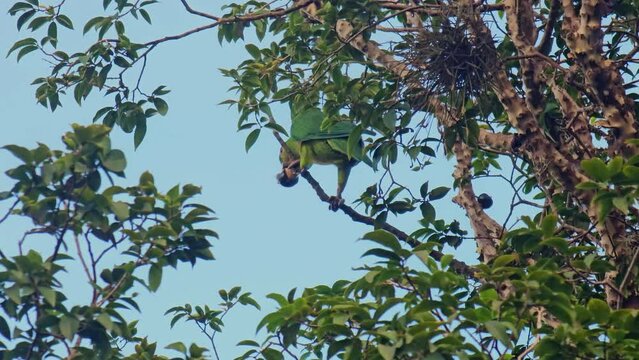 Maritaca in a Jaboticaba tree guaranteeing your lunch. selective focus.