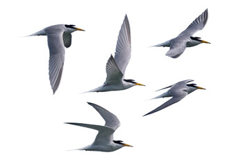 飛翔するコアジサシの切り抜き画像