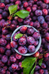 Fresh ripe autumn plums on dark background, top view