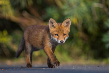 Fototapeta premium Red Fox Cubs in summertime baby and wild cute foxes vulpes vulpes, June 2024 United Kingdom 
