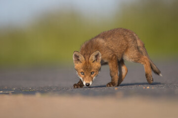 Red Fox Cubs in summertime baby and wild cute foxes vulpes vulpes, June 2024 United Kingdom 