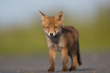 Red Fox Cubs in summertime baby and wild cute foxes vulpes vulpes, June 2024 United Kingdom 