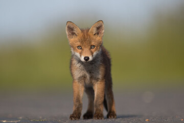 Red Fox Cubs in summertime baby and wild cute foxes vulpes vulpes, June 2024 United Kingdom 