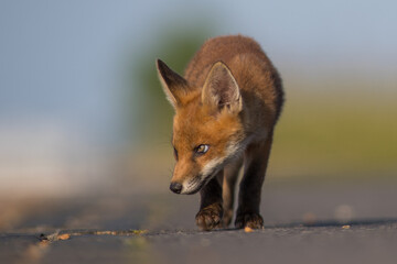 Red Fox Cubs in summertime baby and wild cute foxes vulpes vulpes, June 2024 United Kingdom 