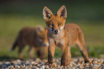 Red Fox Cubs in summertime baby and wild cute foxes vulpes vulpes, June 2024 United Kingdom 