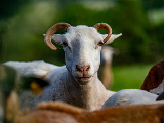 Schafe auf der Weide im Frühjahr